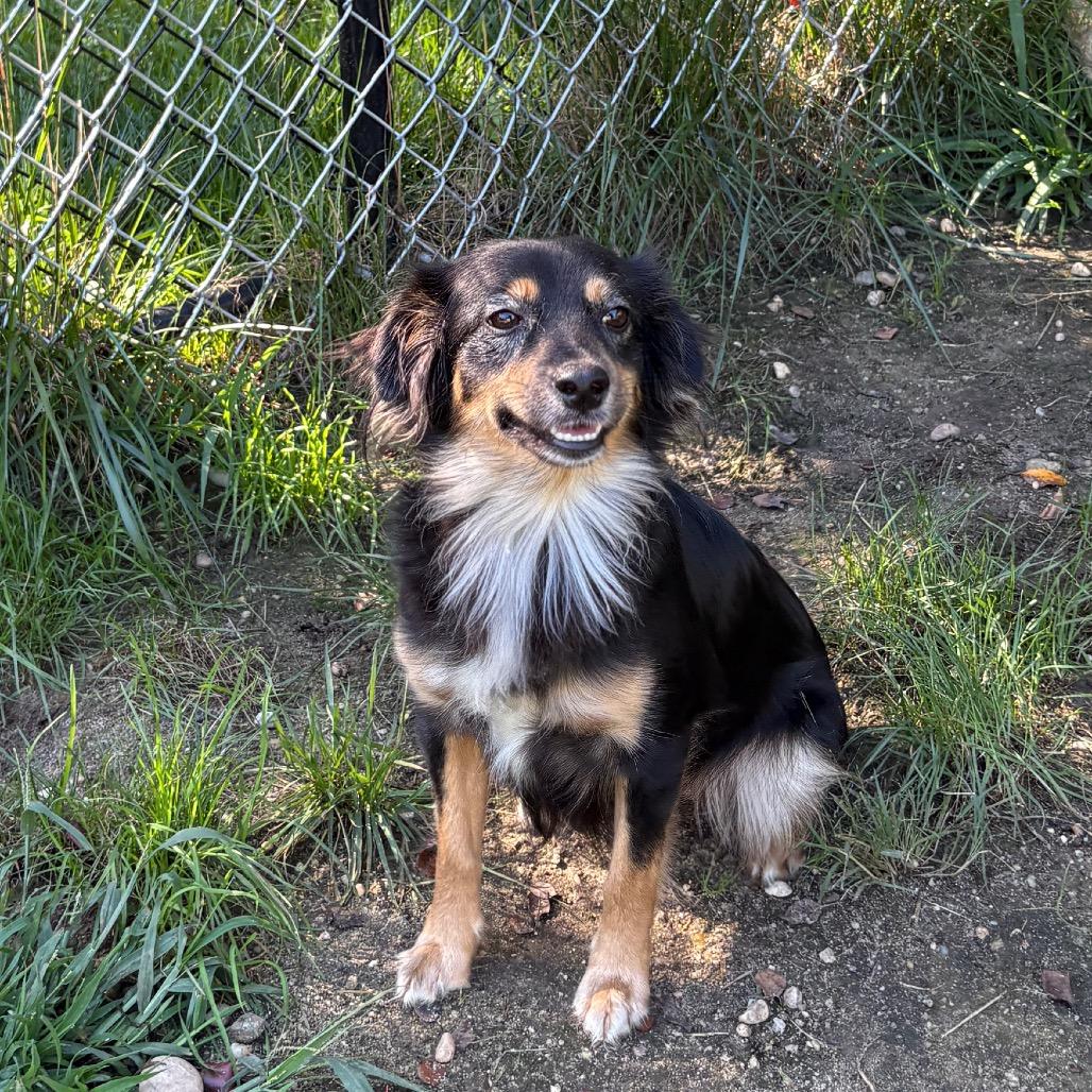 Enlarge Alexis, a Adoptable mixed breed in Calverton, NY image 4/5