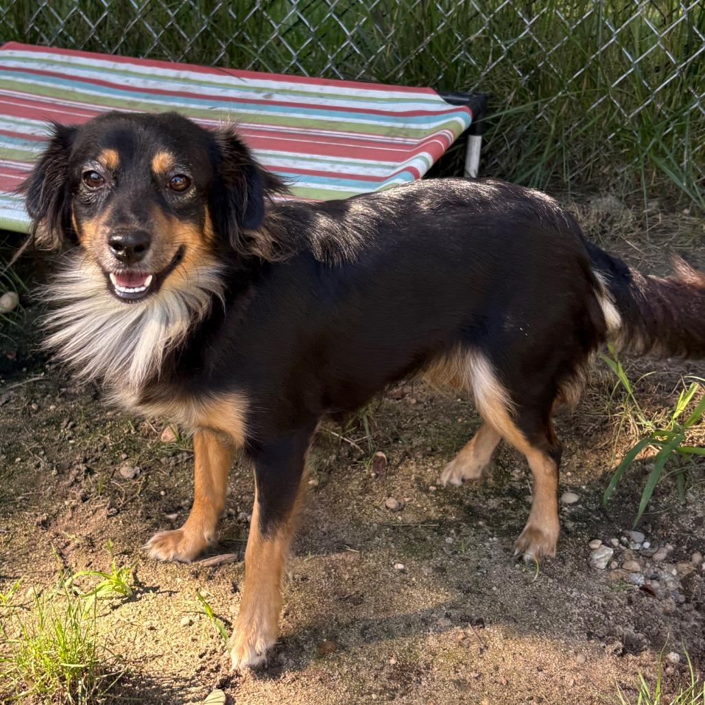 Enlarge Alexis, a Adoptable mixed breed in Calverton, NY image 5/5
