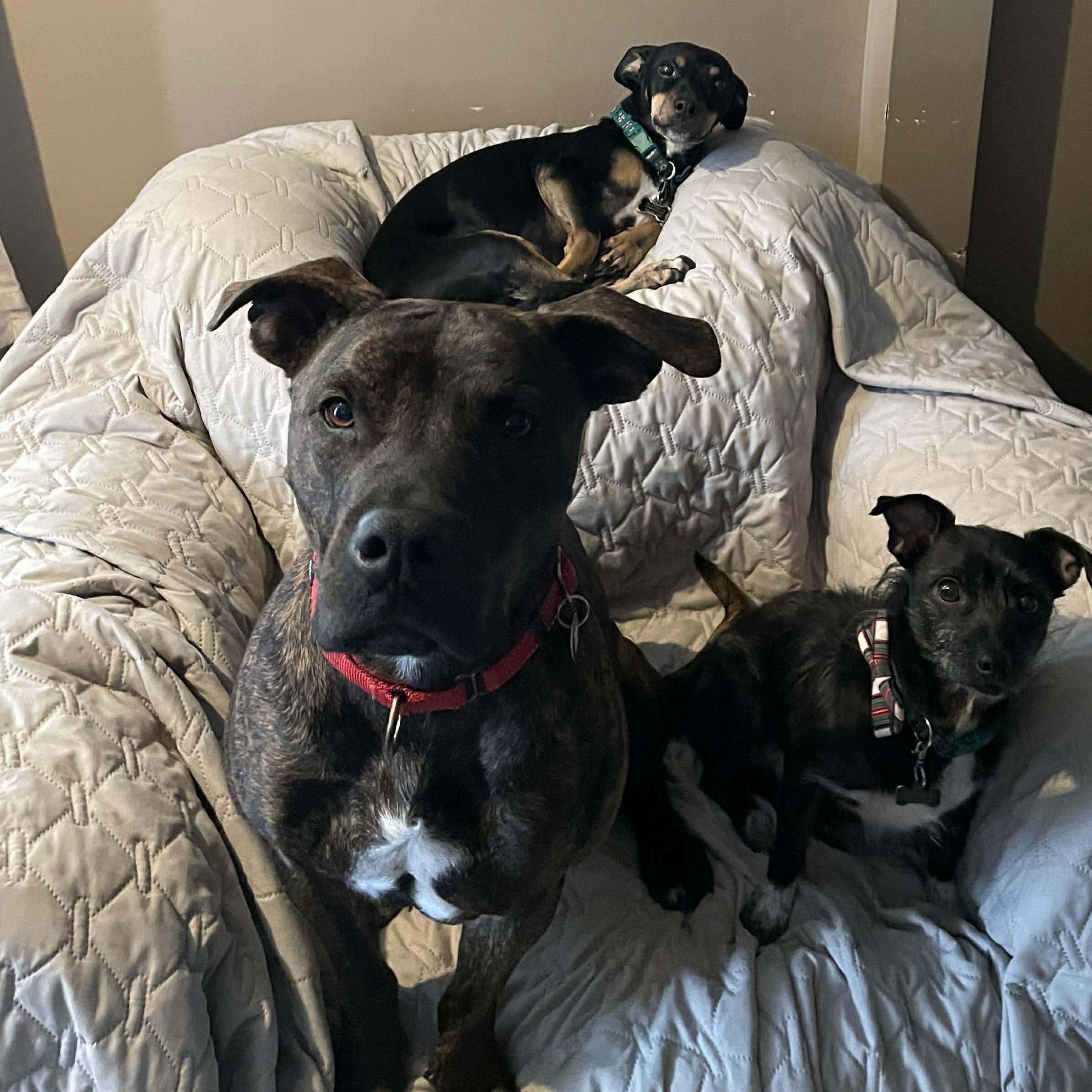 Enlarge Bronc, a Adoptable mixed breed in Uxbridge, MA image 4/4