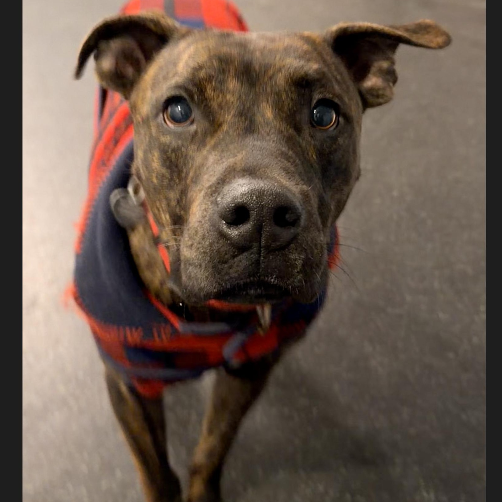 Bronc, Adoptable, Adult Male Terrier.