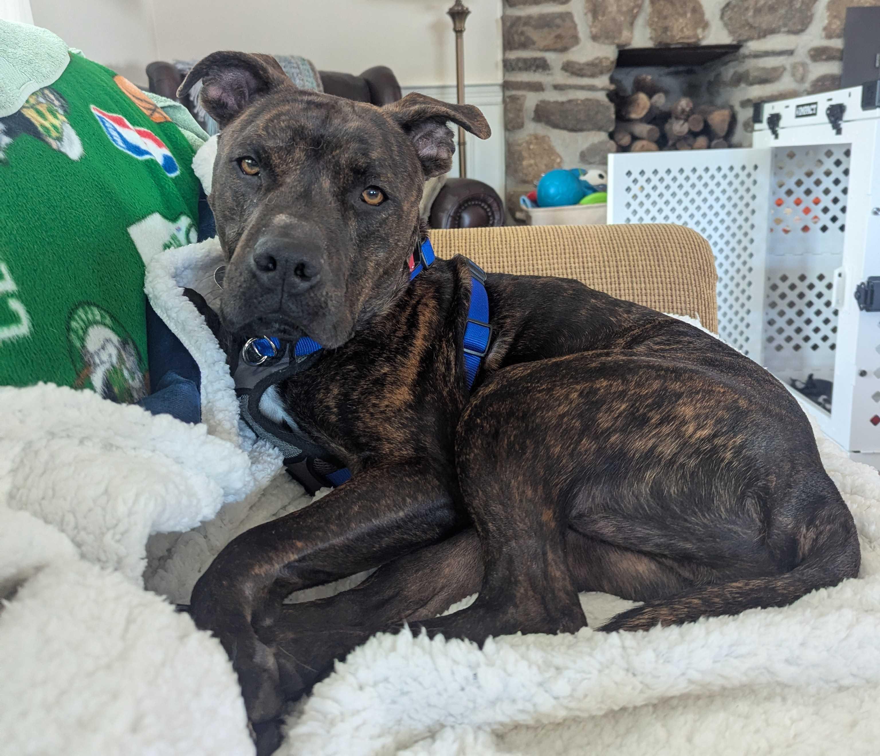 Bronc, Adoptable, Adult Male Terrier.