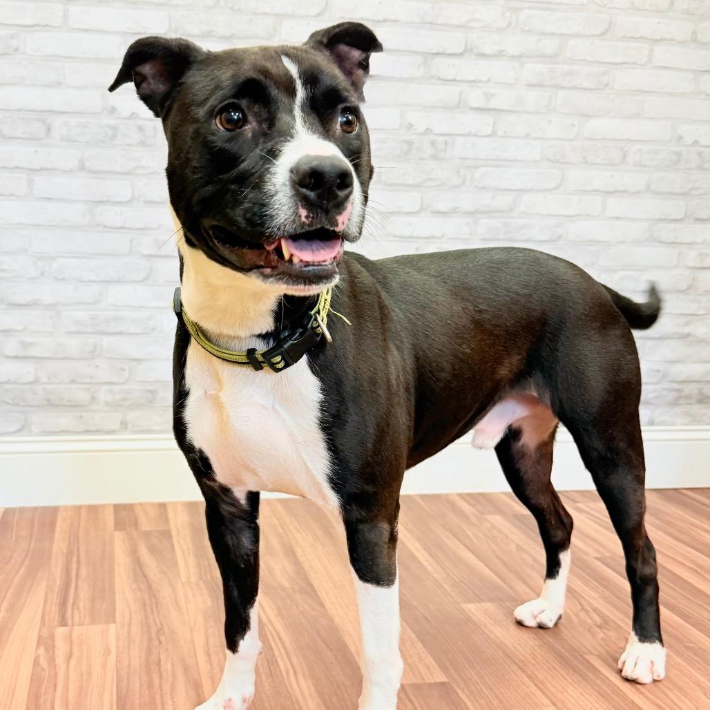 Enlarge Bubba, a Adoptable mixed breed in Montgomery, AL image 1/4