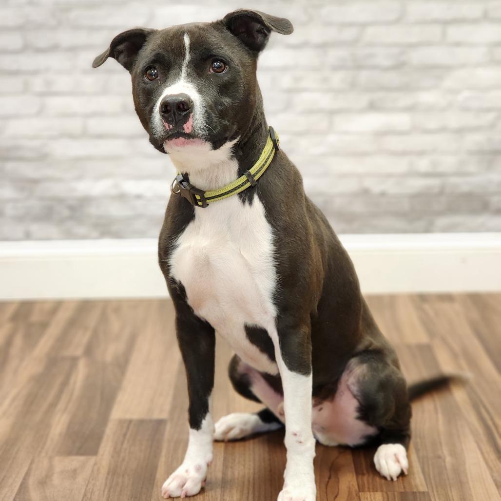 Enlarge Bubba, a Adoptable mixed breed in Montgomery, AL image 2/4