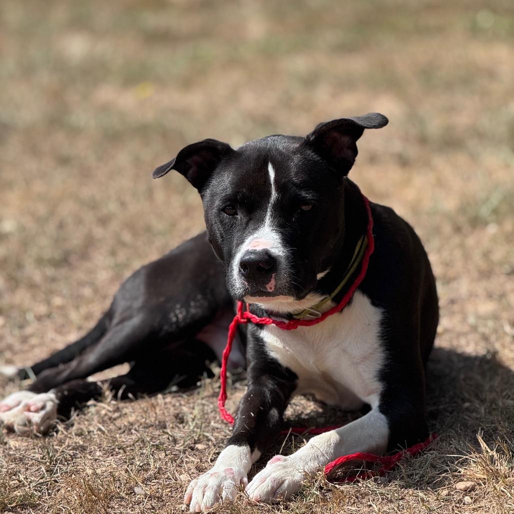Enlarge Bubba, a Adoptable mixed breed in Montgomery, AL image 4/4