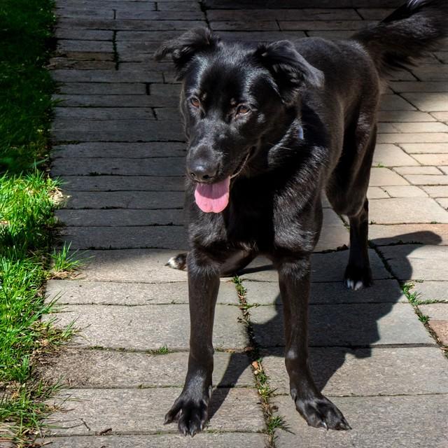 SHELIA, Adoptable, Young Female German Shepherd Dog & Mixed Breed.