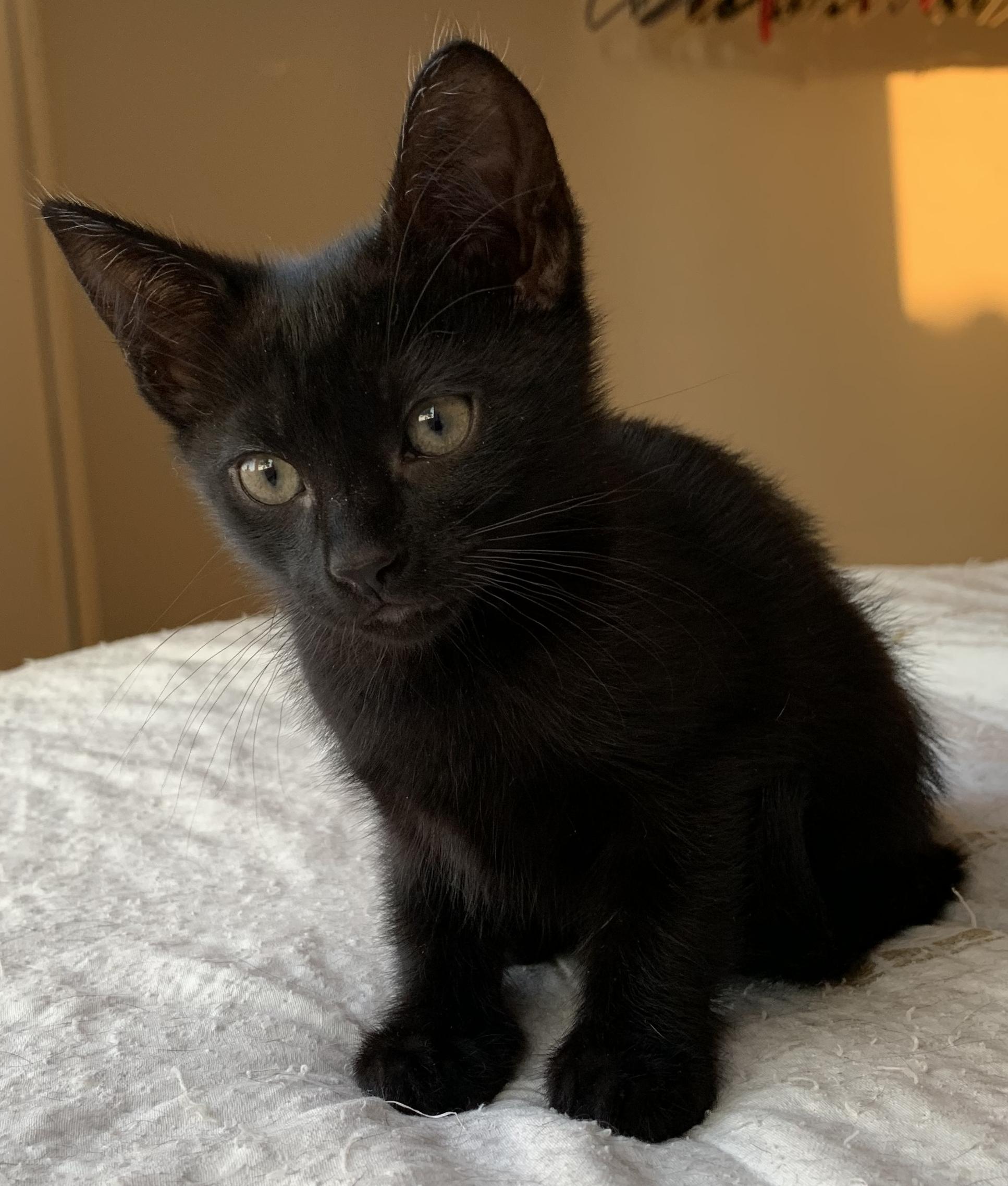 Enlarge Luna, a Adopted Bombay in Chino Hills, CA image 4/6