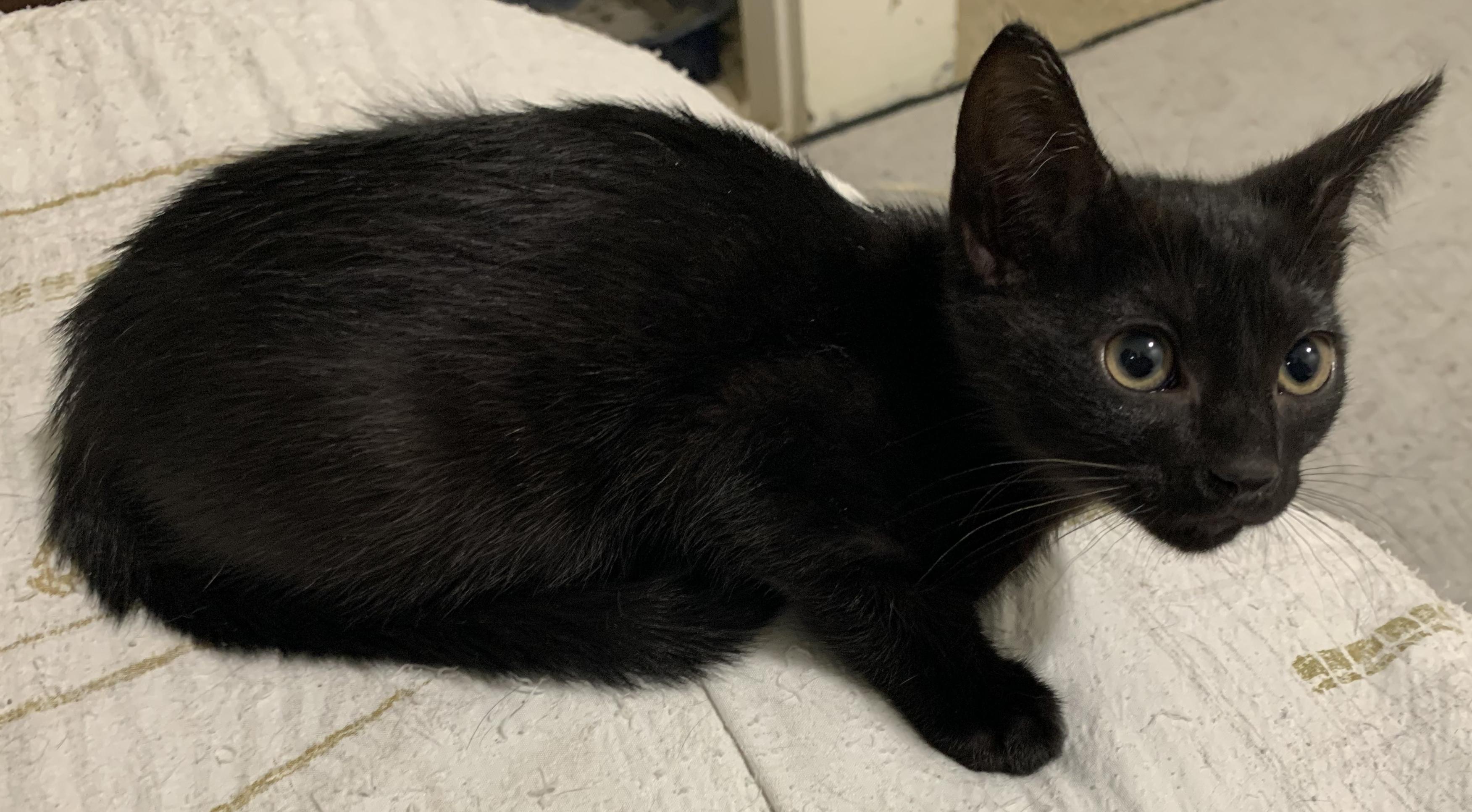 Enlarge Luna, a Adopted Bombay in Chino Hills, CA image 5/6