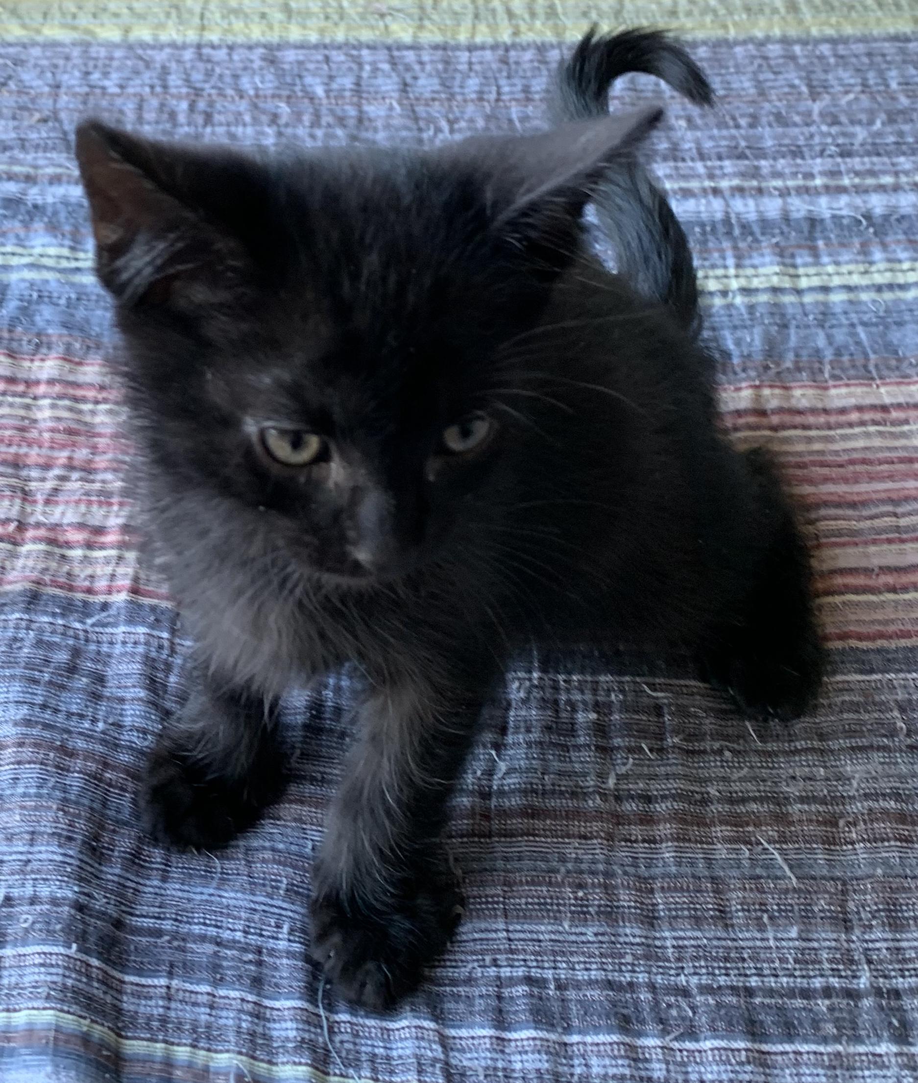 Enlarge Luna, a Adopted Bombay in Chino Hills, CA image 3/6