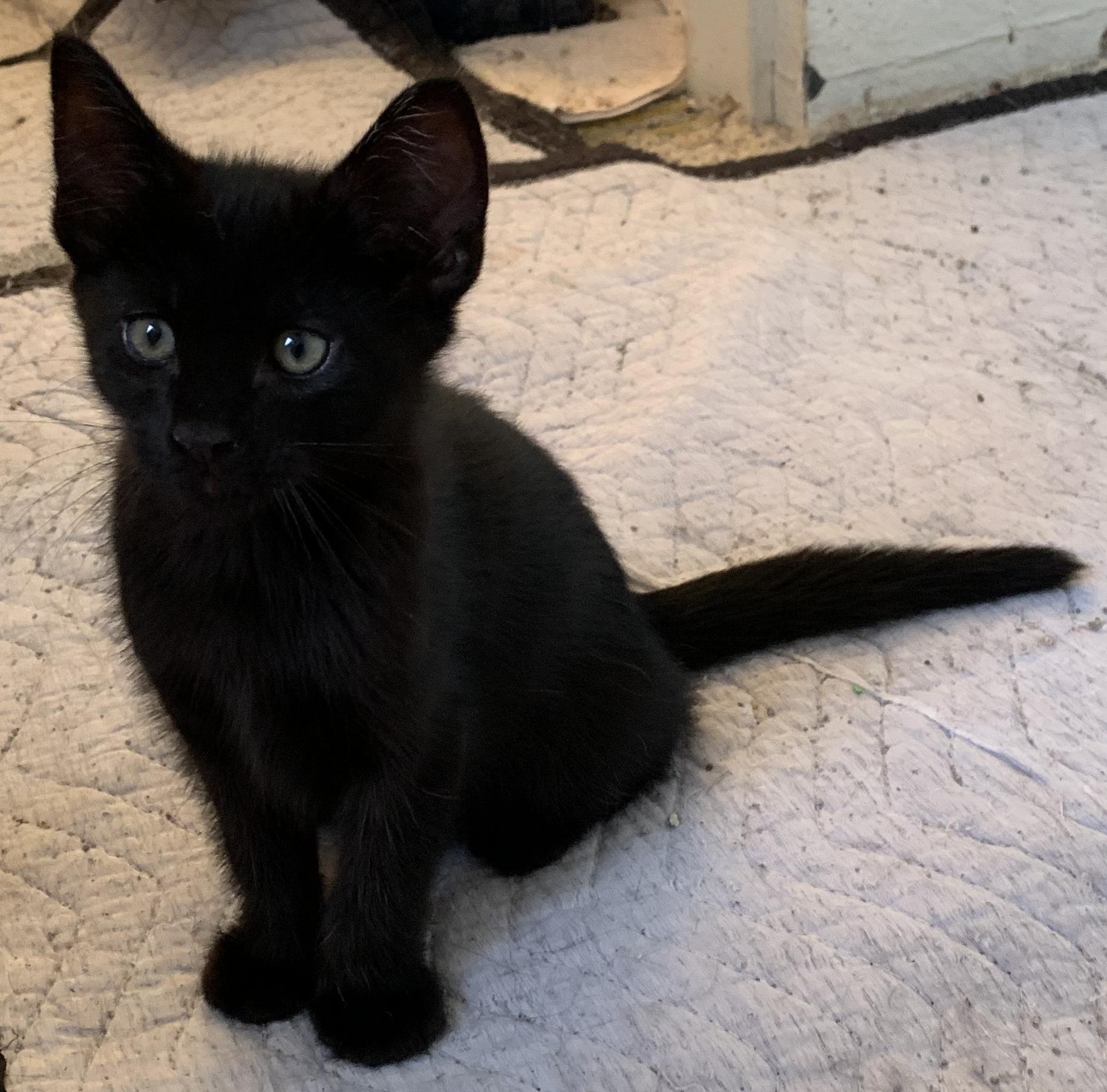 Enlarge Luna, a Adopted Bombay in Chino Hills, CA image 1/6