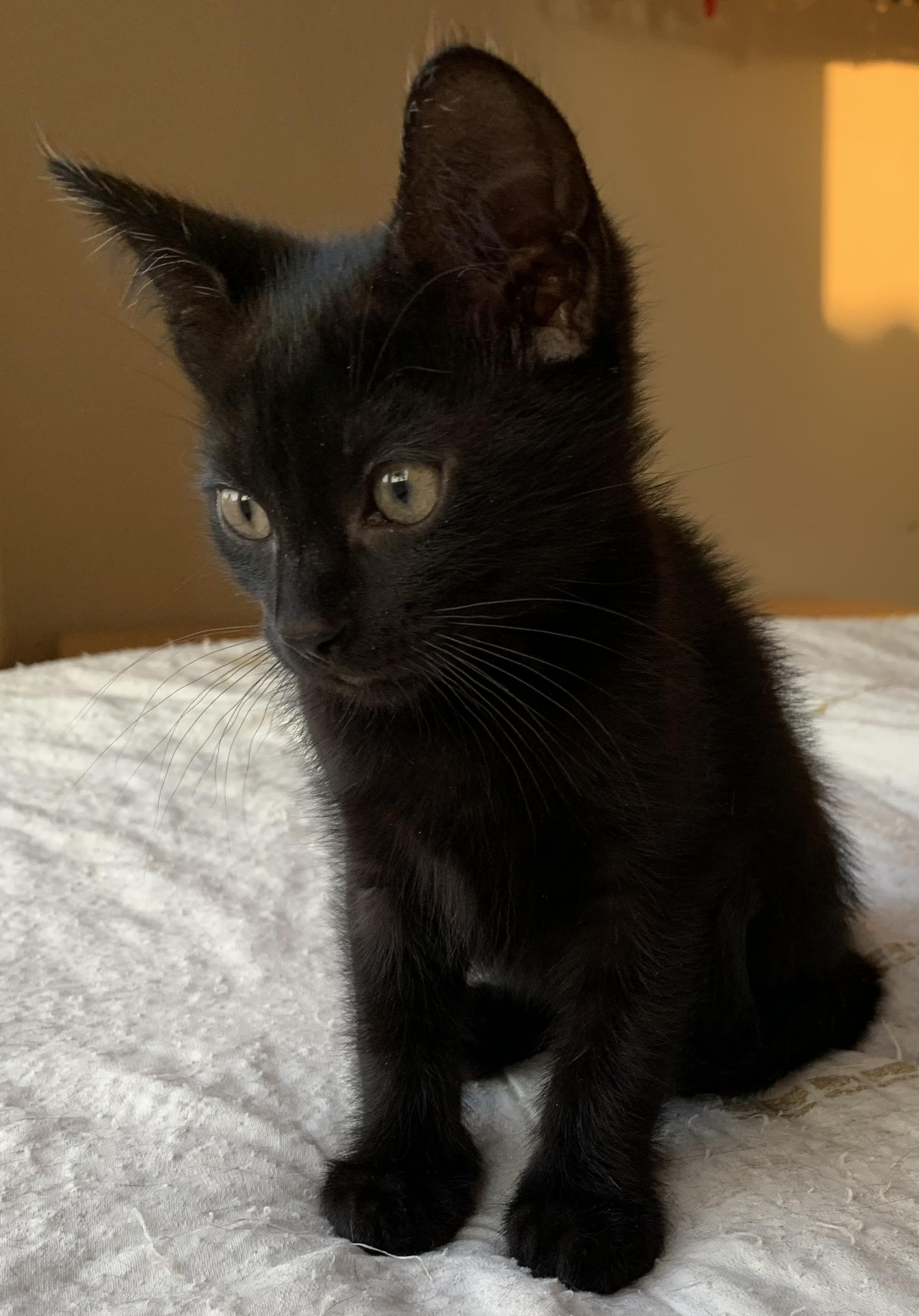 Enlarge Luna, a Adopted Bombay in Chino Hills, CA image 6/6