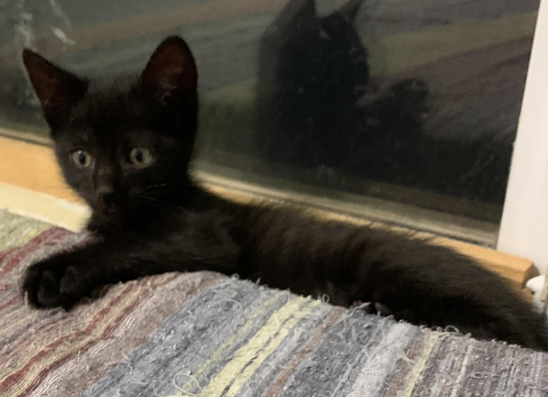 Enlarge Luna, a Adopted Bombay in Chino Hills, CA image 2/6