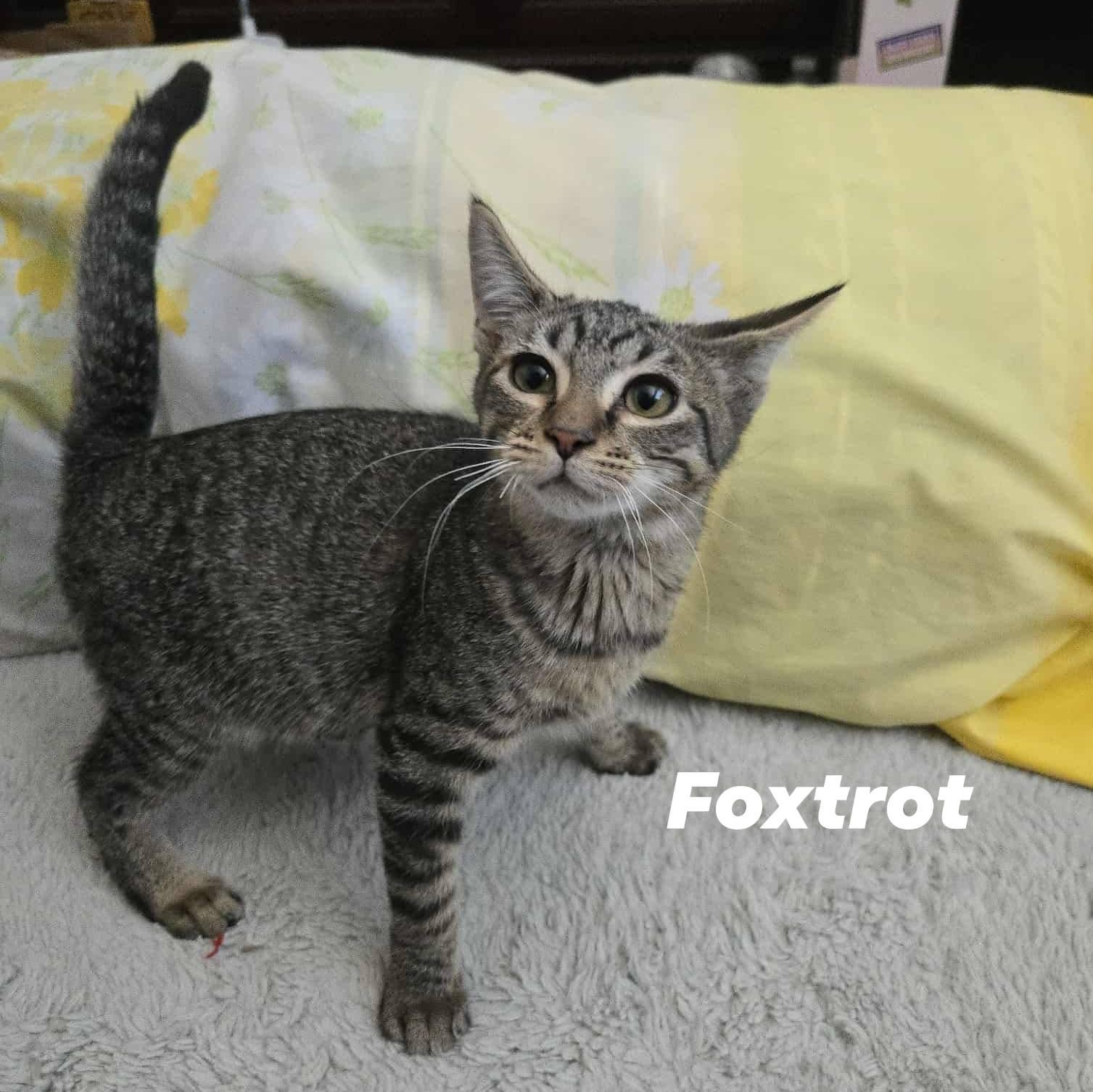 Foxtrot * Cerebellar Hypoplasia (CH)