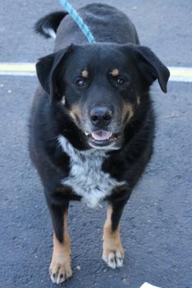 HOUDINI, Adoptable, Adult Male Mixed Breed & Mixed Breed.