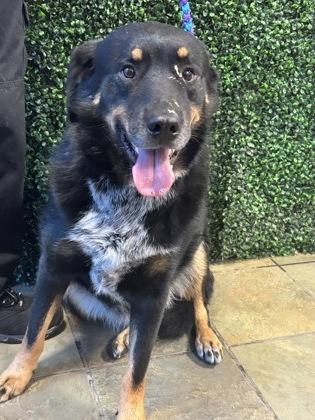 Enlarge HOUDINI, a Adoptable mixed breed in El Paso, TX image 2/3