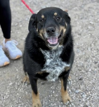 Enlarge HOUDINI, a Adoptable mixed breed in El Paso, TX image 3/3