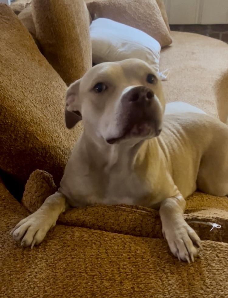 PIPER, a ADOPTABLE mixed breed in Media, PA image 4/5