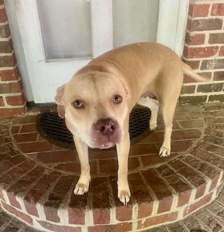 PIPER, ADOPTABLE, Adult Female Pit Bull Terrier.