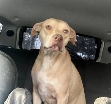 PIPER, a ADOPTABLE mixed breed in Media, PA image 5/5