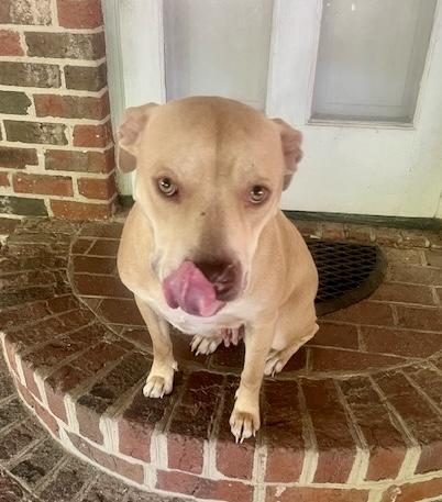 PIPER, a ADOPTABLE mixed breed in Media, PA image 2/5