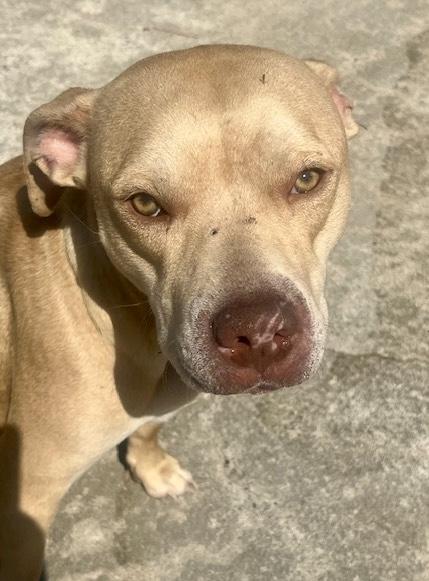PIPER, a ADOPTABLE mixed breed in Media, PA image 3/5