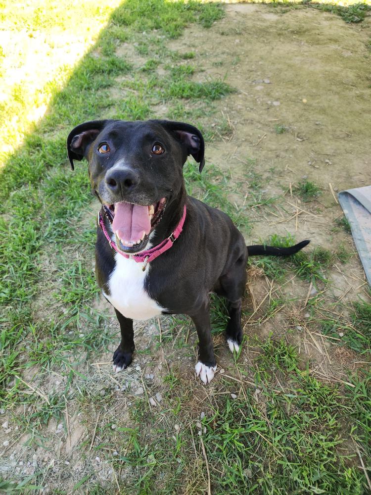Enlarge Tuukka, a Adoptable mixed breed in Evansville, IN image 1/6