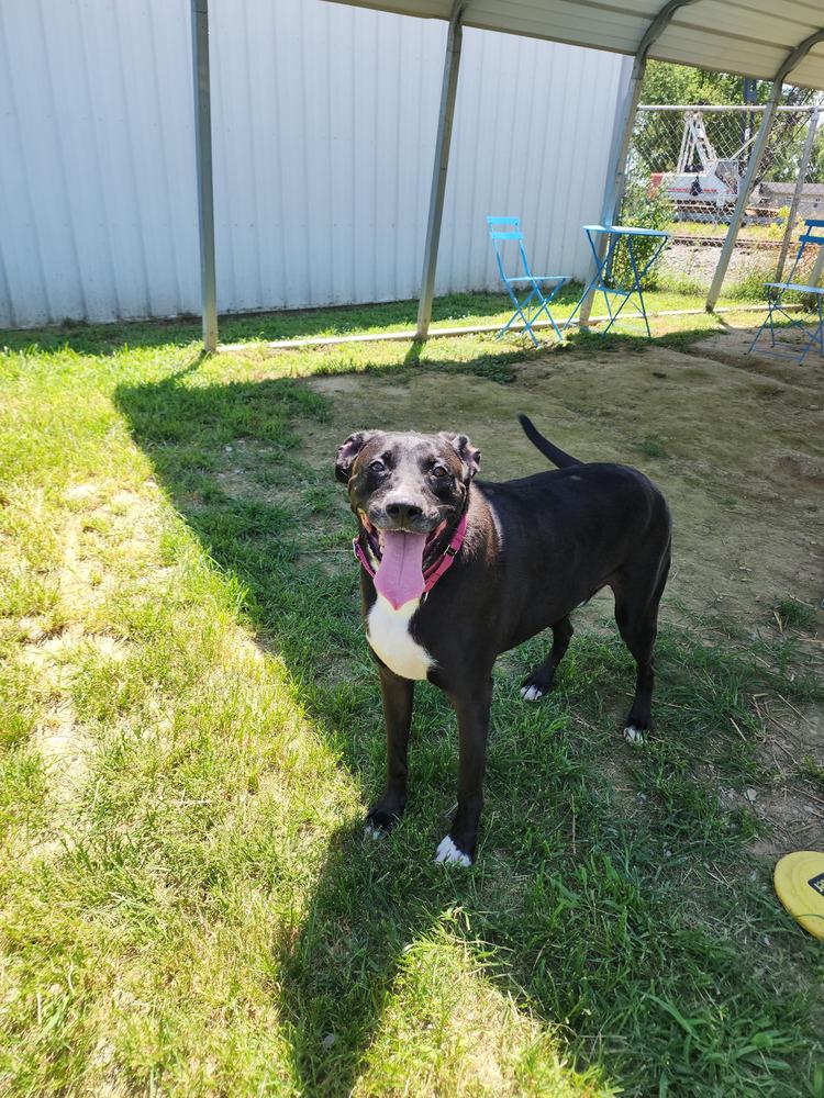 Enlarge Tuukka, a Adoptable mixed breed in Evansville, IN image 2/6