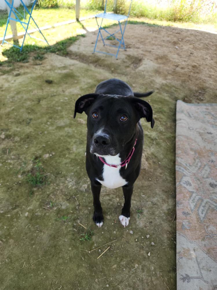 Enlarge Tuukka, a Adoptable mixed breed in Evansville, IN image 3/6