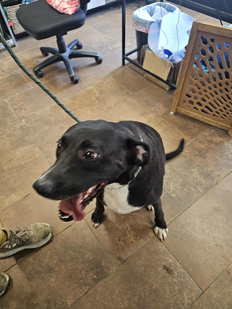 Enlarge Tuukka, a Adoptable mixed breed in Evansville, IN image 4/6