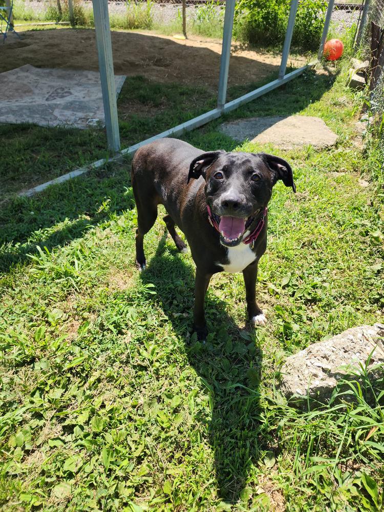 Enlarge Tuukka, a Adoptable mixed breed in Evansville, IN image 5/6