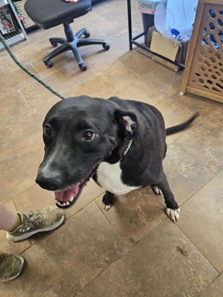 Enlarge Tuukka, a Adoptable mixed breed in Evansville, IN image 6/6