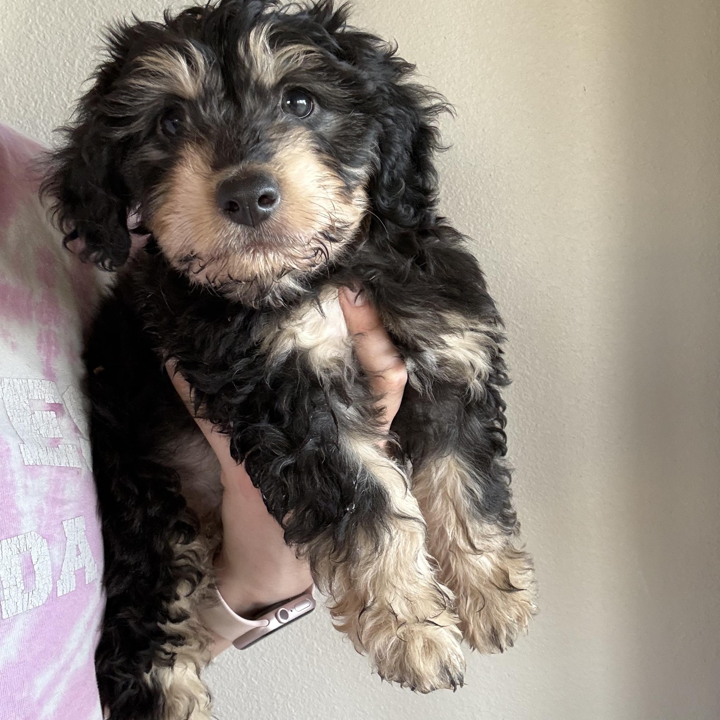 Enlarge Rum, an adopted mixed breed in Copiague, NY image 1/1