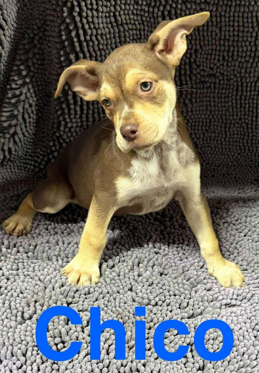 Chico, a Adoptable Mixed Breed in Fountaintown, IN image 1/3