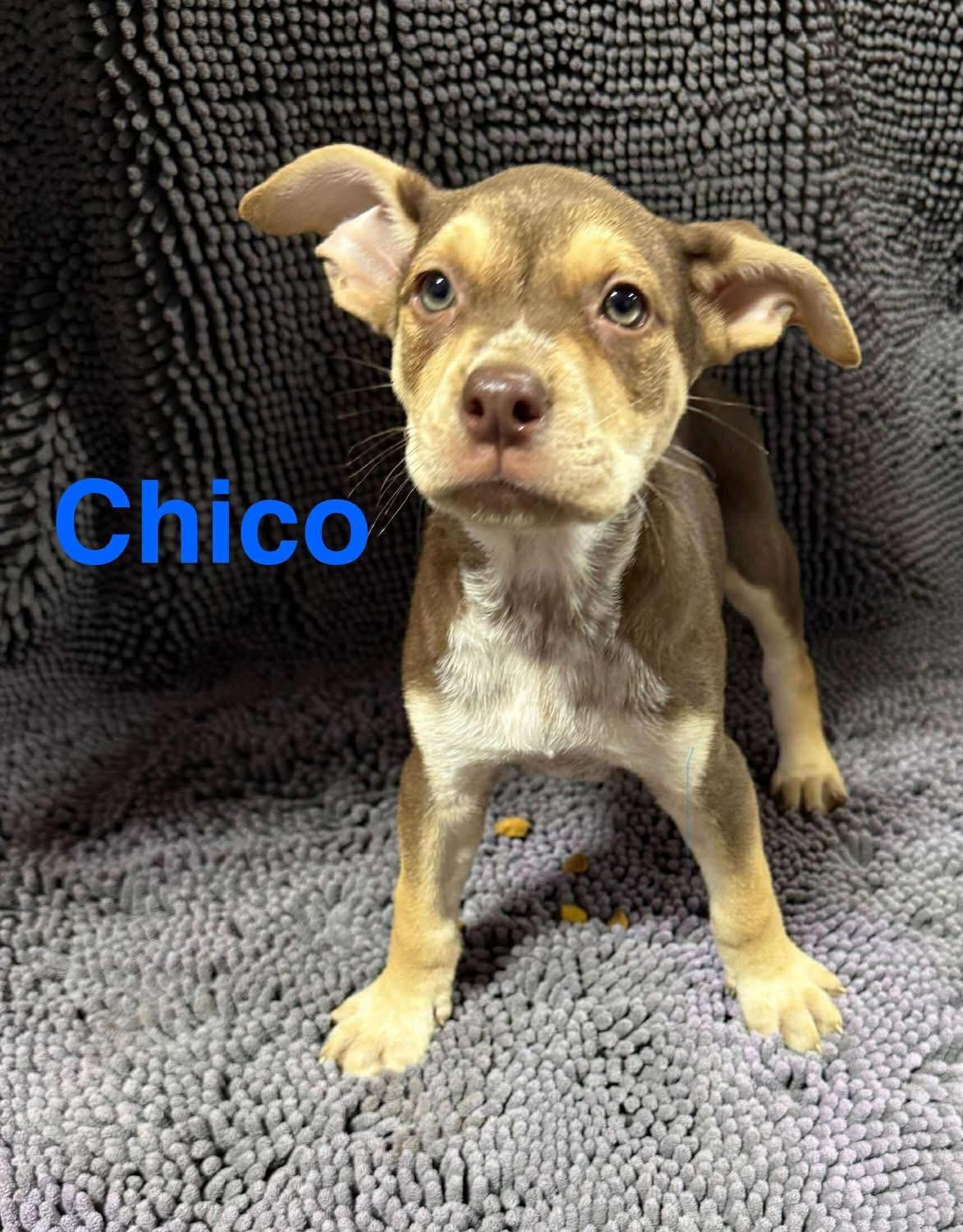 Chico, a Adoptable Mixed Breed in Fountaintown, IN image 2/3