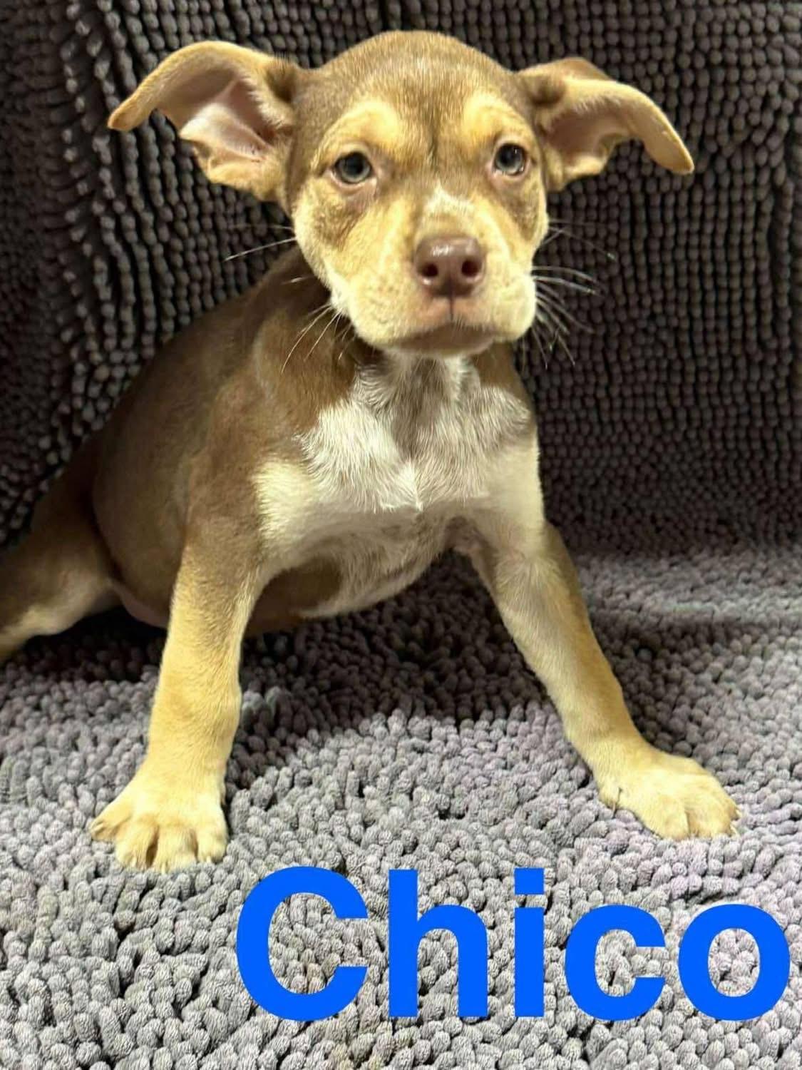 Chico, a Adoptable Mixed Breed in Fountaintown, IN image 3/3