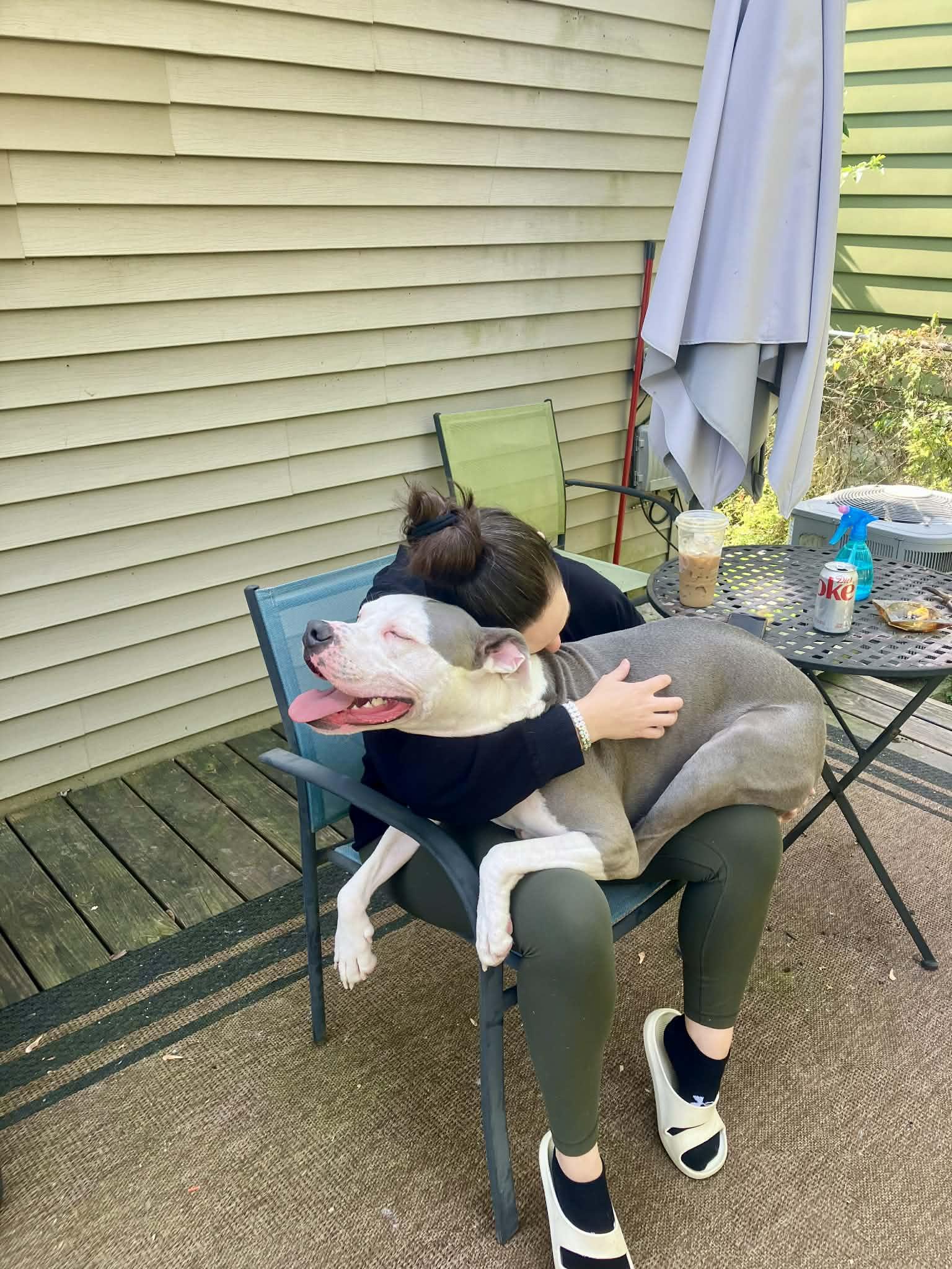 Enlarge Dozer, a ADOPTABLE mixed breed in Royal Oak, MI image 3/5