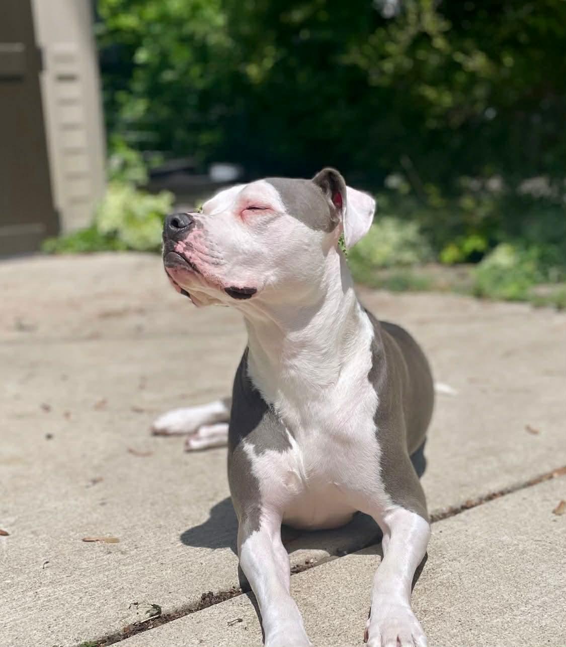 Enlarge Dozer, a ADOPTABLE mixed breed in Royal Oak, MI image 2/5