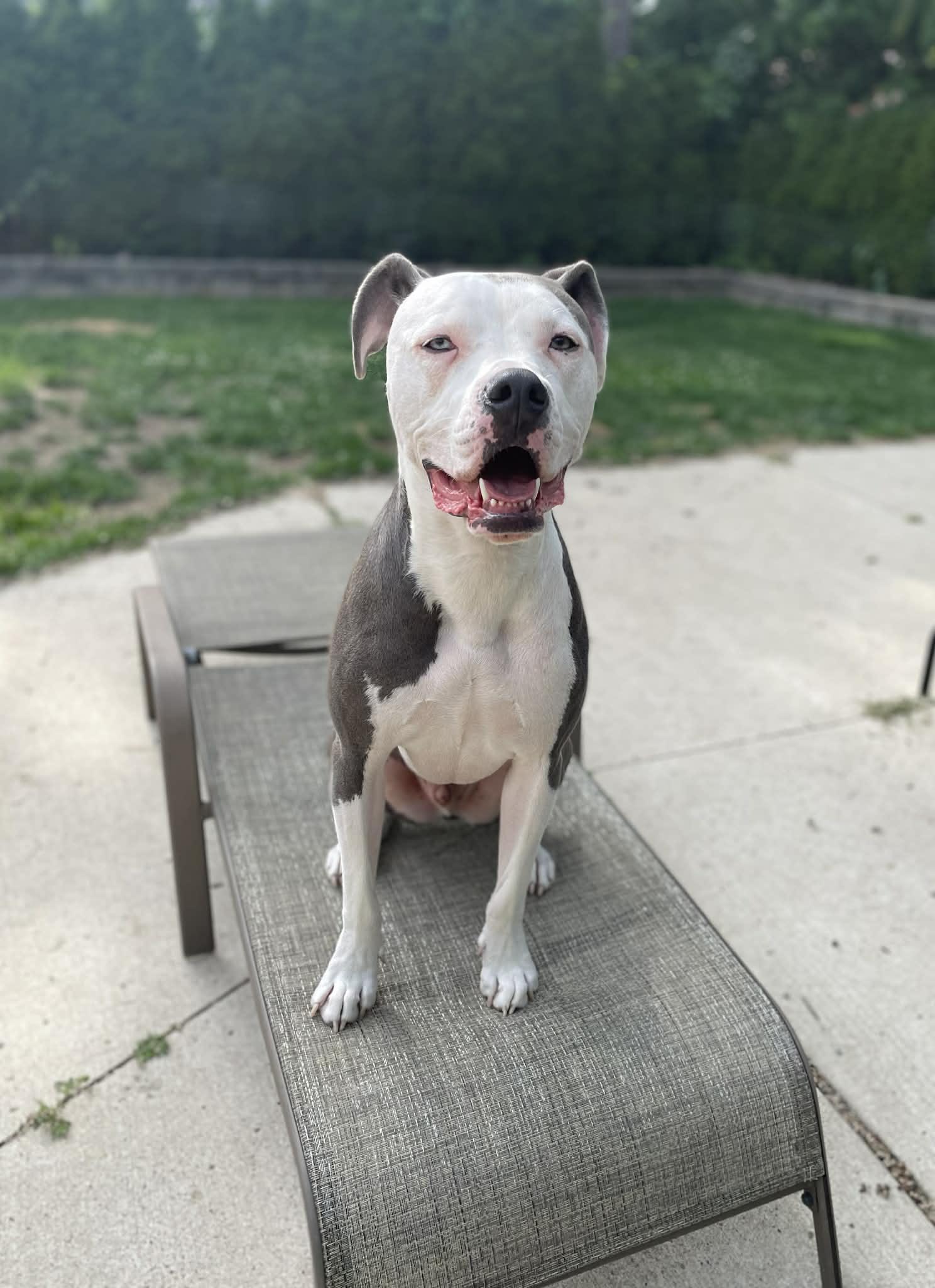 Dozer, ADOPTABLE, Adult Male Pit Bull Terrier.
