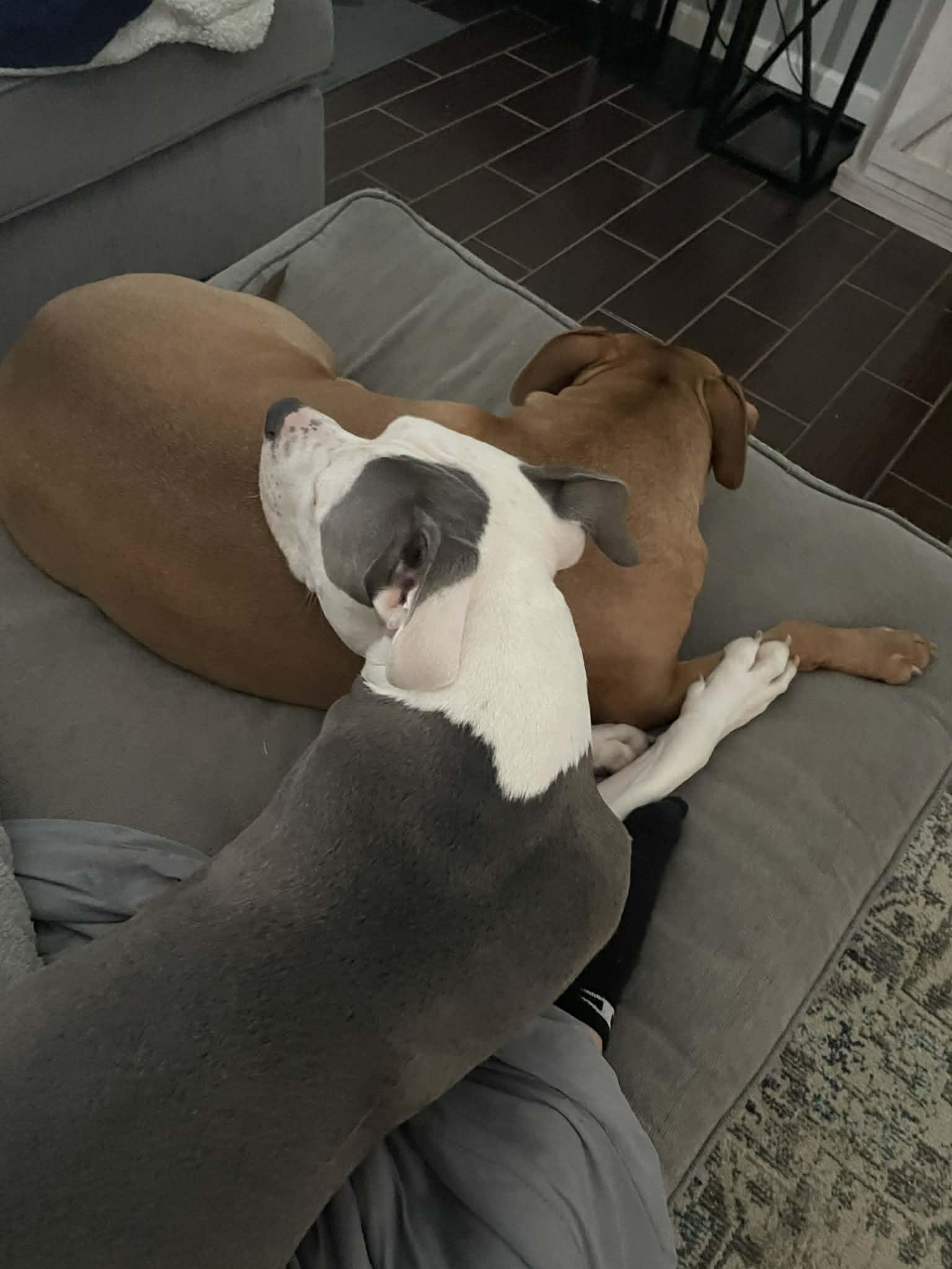 Enlarge Dozer, a ADOPTABLE mixed breed in Royal Oak, MI image 4/5