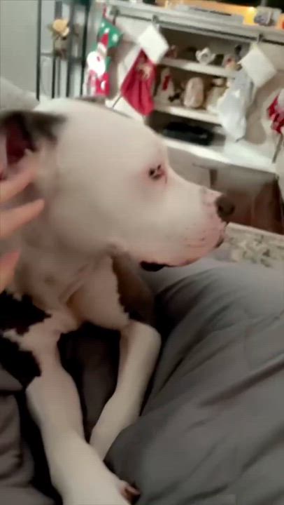 Enlarge Dozer, a ADOPTABLE mixed breed in Royal Oak, MI video 5/5