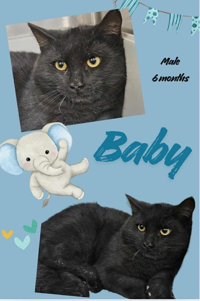 Baby, Adoptable, Young Male Domestic Short Hair.