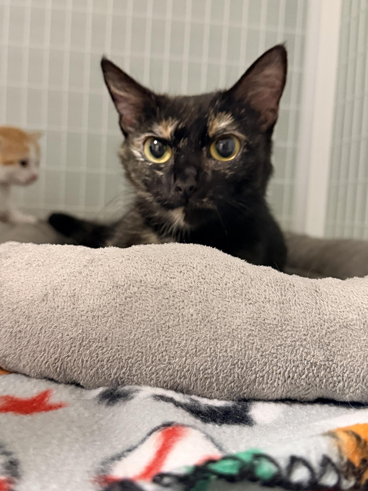 Espresso, ADOPTABLE, Young Female Tortoiseshell.