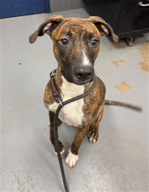 BOSTON SHAKER, Adoptable, Young Male Pit Bull Terrier & Mixed Breed.