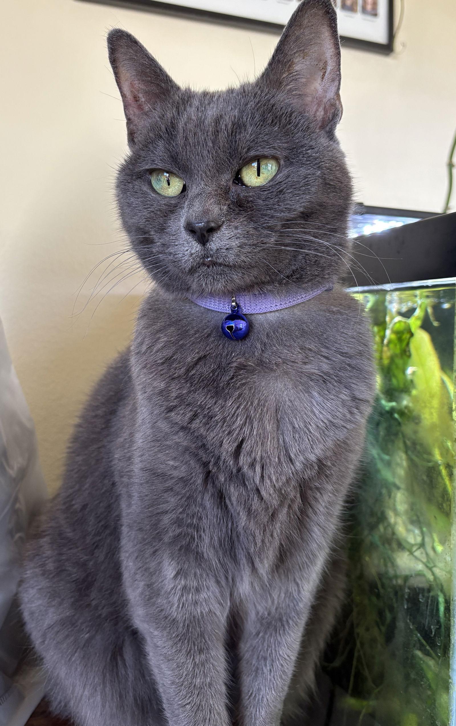 SHADOW #1677 - Offered by Owner - Special Needs, Adoptable, Senior Female Domestic Short Hair.