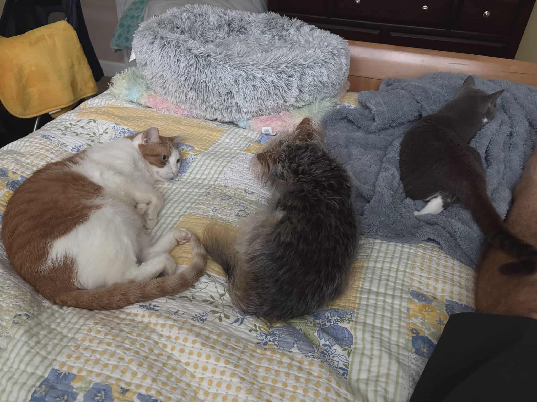 Enlarge Jayco (Daytona Beach) Very Sweet and Loving Cat Loves to Cuddle & Snuggle Handsome Tabby w/VIdeo, a Adoptable Domestic Short Hair in Daytona Beach, FL image 1/6