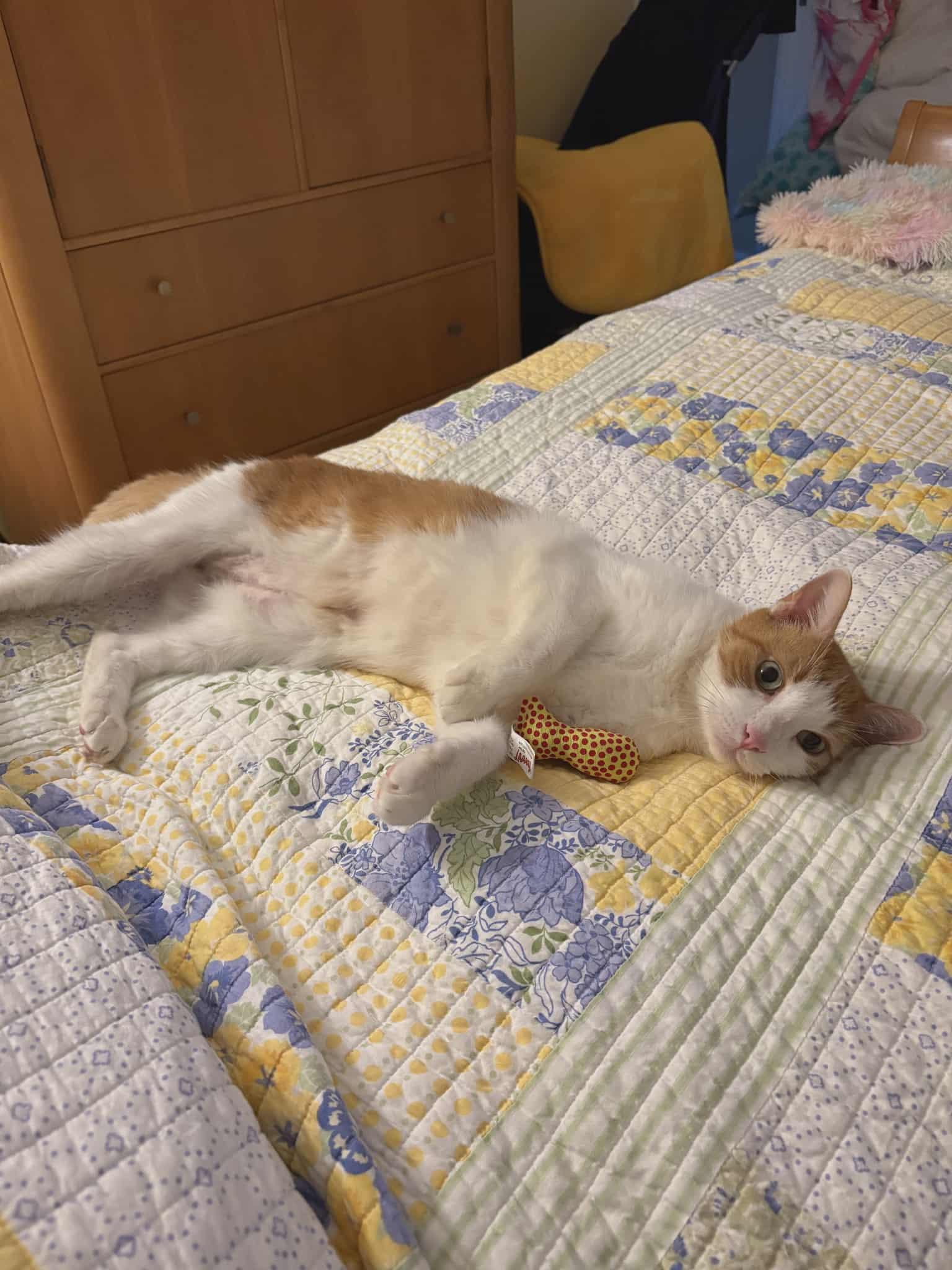 Jayco (Daytona Beach) Very Sweet and Loving Cat Loves to Cuddle & Snuggle Handsome Tabby w/VIdeo