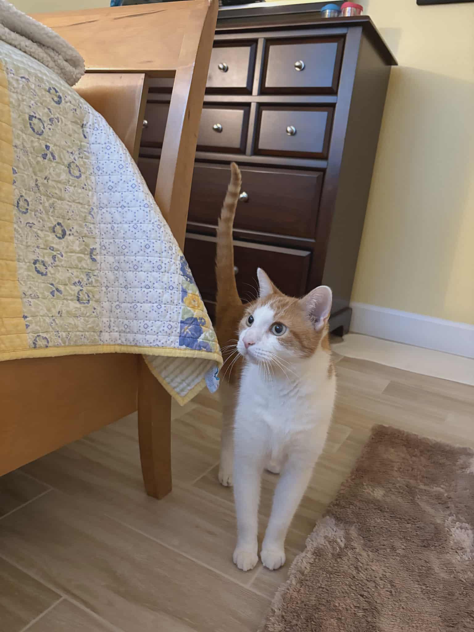 Jayco (Daytona Beach) Very Sweet and Loving Cat Loves to Cuddle & Snuggle Handsome Tabby w/VIdeo