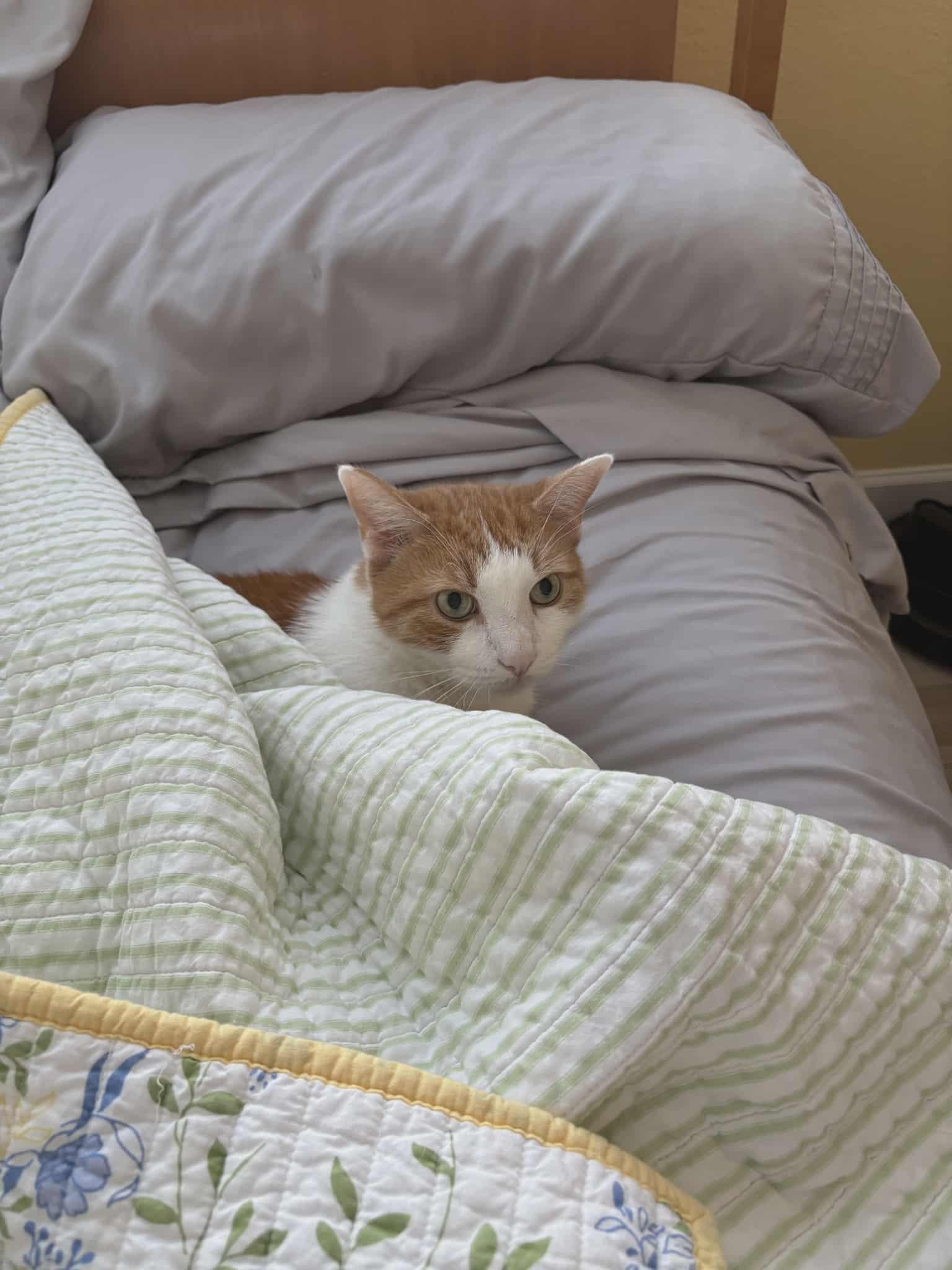 Jayco (Daytona Beach) Very Sweet and Loving Cat Loves to Cuddle & Snuggle Handsome Tabby w/VIdeo