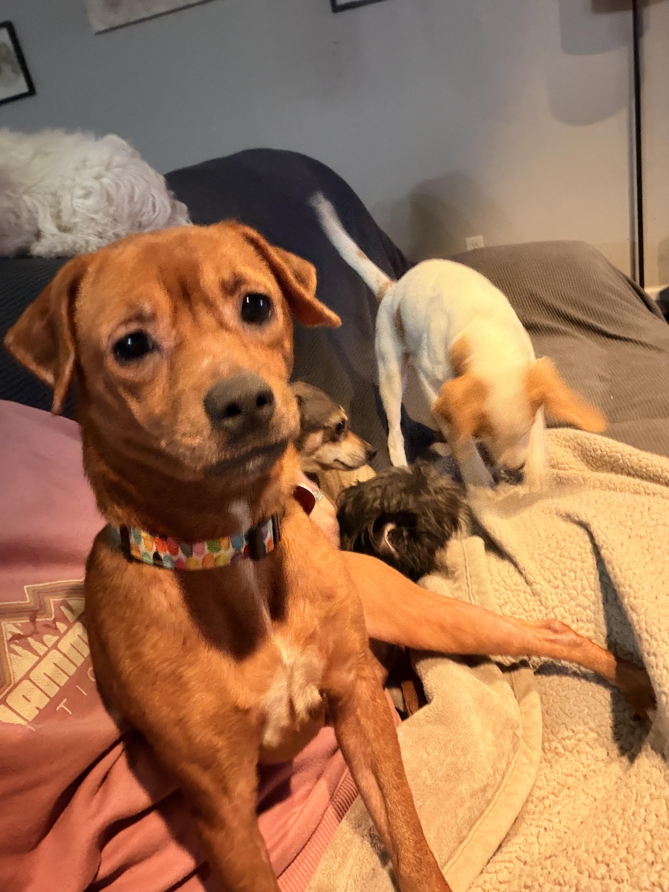 Enlarge Ariel, a Adoptable mixed breed in Byron, IL image 4/4