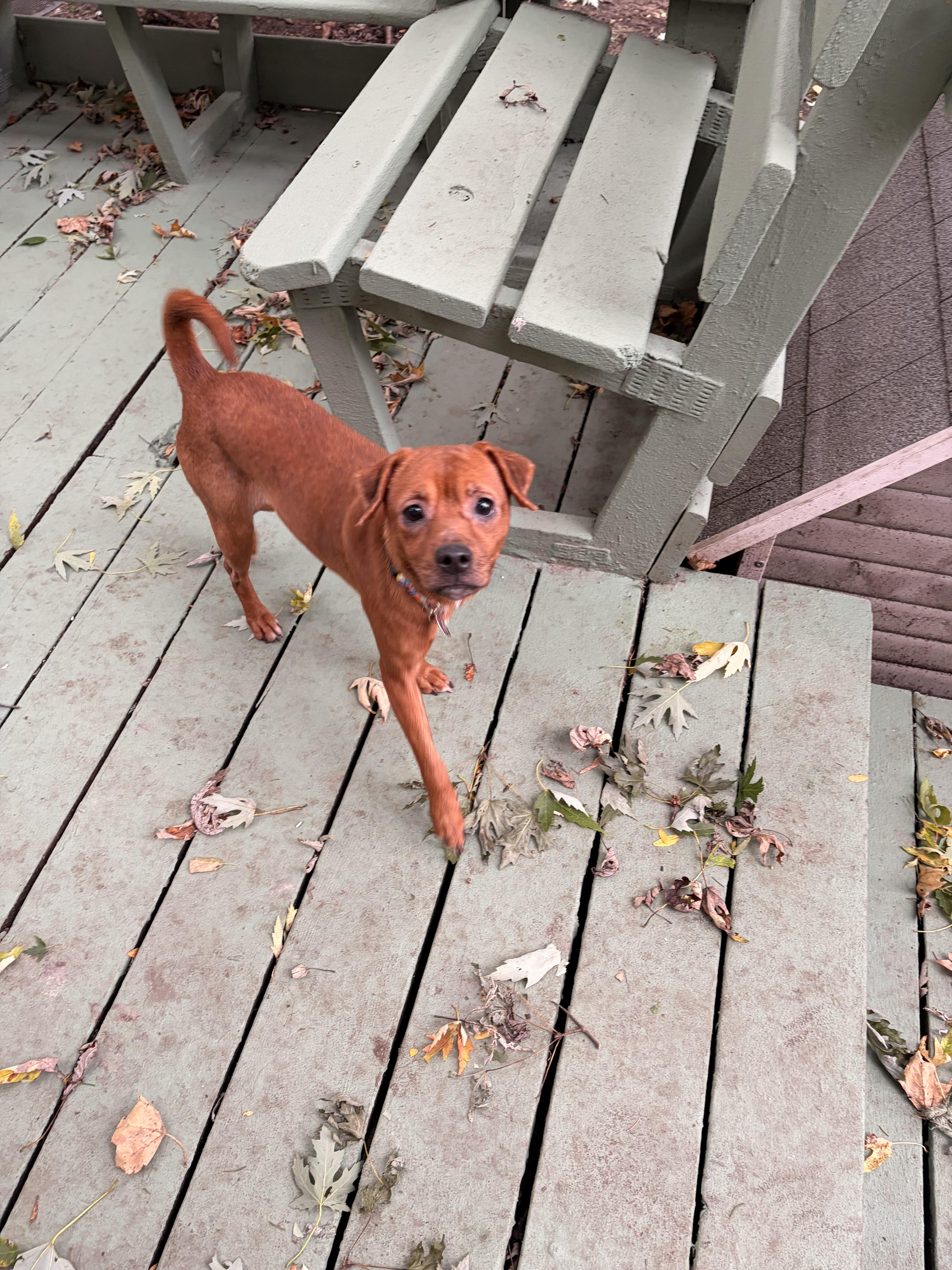 Enlarge Ariel, a Adoptable mixed breed in Byron, IL image 3/4