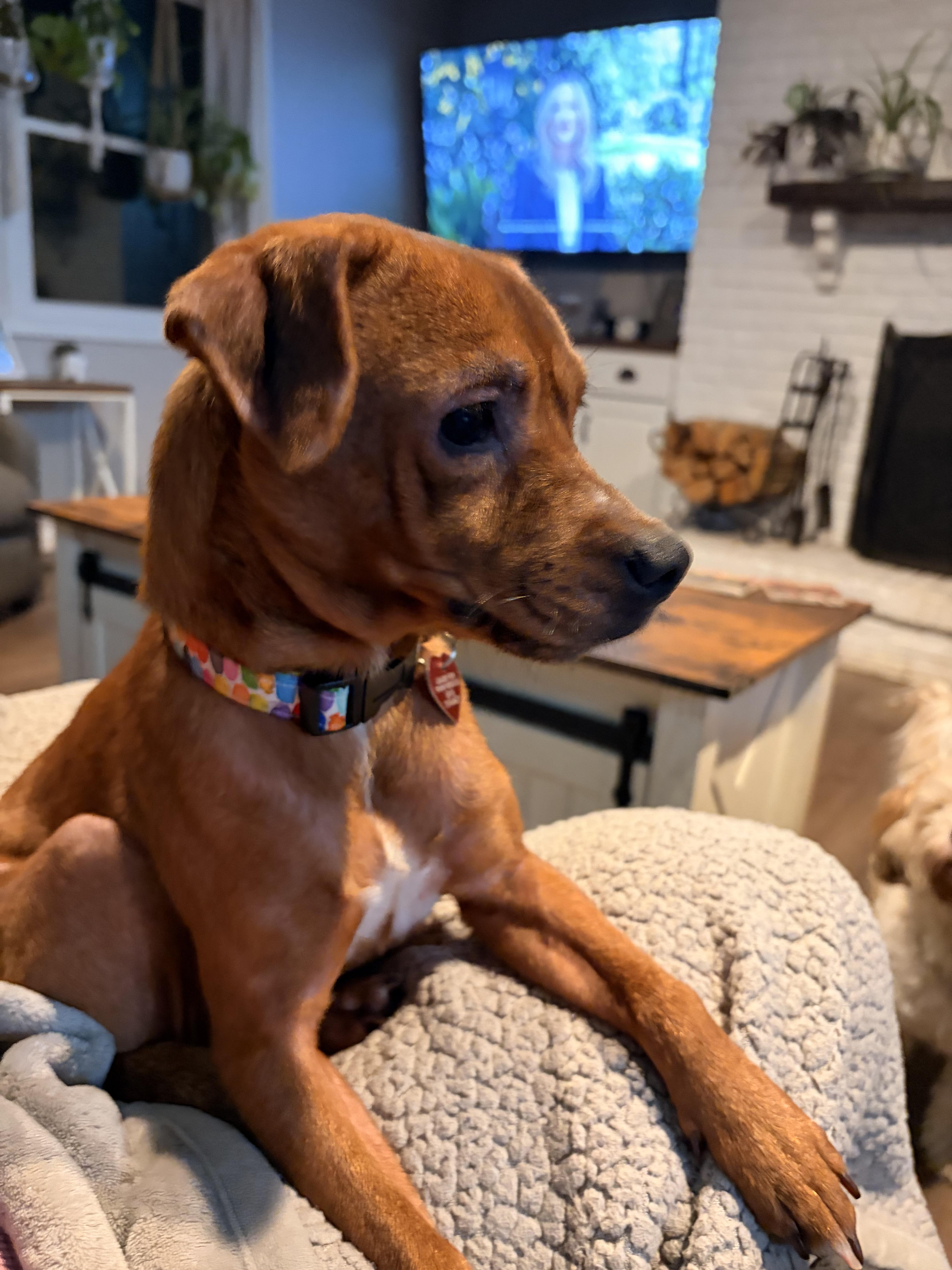 Enlarge Ariel, a Adoptable mixed breed in Byron, IL image 2/4